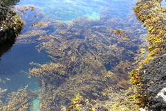 Carpophyllum angustifolium