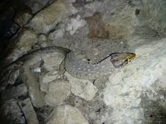 Lepidophyma
