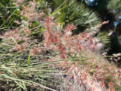 Melinis repens image