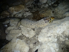 Lepidophyma