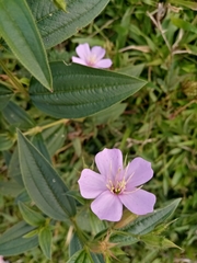 Pterogastra divaricata