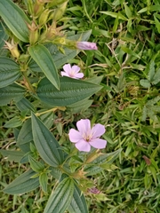 Pterogastra divaricata