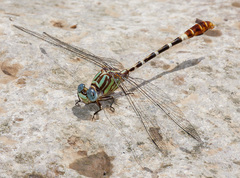Erpetogomphus lampropeltis