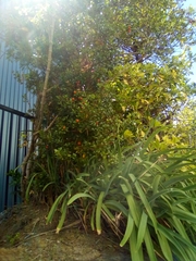 Alyxia ruscifolia