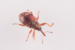 Anthonomus conspersus