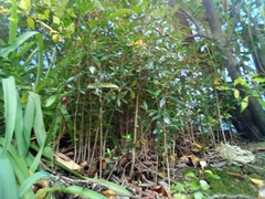 Alyxia ruscifolia