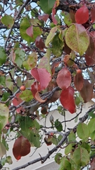 Pyrus calleryana