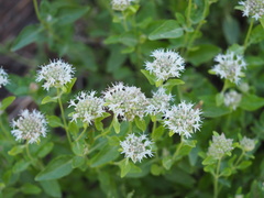 Monardella odoratissima pallida