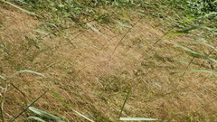Panicum bisulcatum