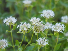 Monardella odoratissima pallida