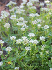 Monardella odoratissima pallida