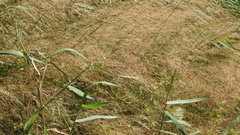 Panicum bisulcatum