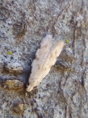 Endophthora omogramma