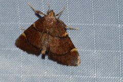 Hypsopygia thymetusalis