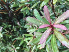Tasmannia xerophila