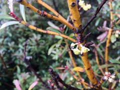 Tasmannia xerophila