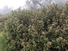 Tasmannia xerophila