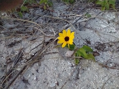 Helianthus debilis image