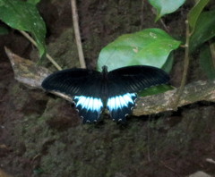Papilio mayo