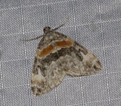 Dysstroma hersiliata