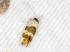 Euphiltra eroticella