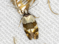 Euphiltra eroticella