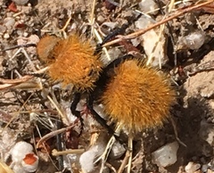 Dasymutilla californica