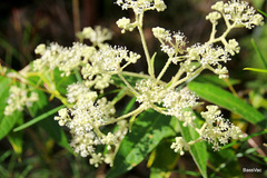 Astrotricha floccosa