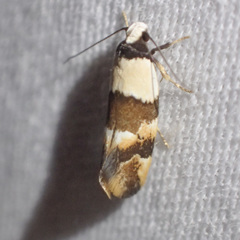 Euphiltra eroticella