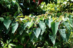 Homalanthus populifolius