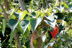 Homalanthus populifolius
