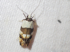 Euphiltra eroticella