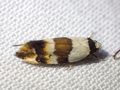 Euphiltra eroticella