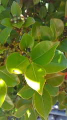 Psidium cattleyanum