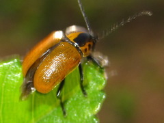 Cryptocephalus peliopterus