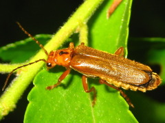 Lycocerus vitellinus