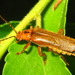 Lycocerus vitellinus - Photo (c) onidiras-iNaturalist, some rights reserved (CC BY-NC), uploaded by onidiras-iNaturalist