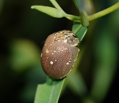 Paropsis lutea