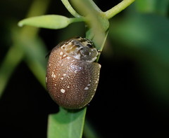 Paropsis lutea