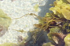 Glaphyrosiphon lindauri