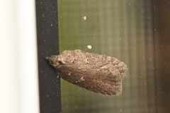 Acleris busckana