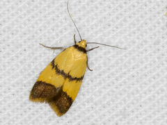 Heteroteucha translatella
