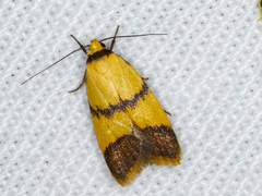Heteroteucha translatella