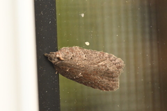 Acleris busckana