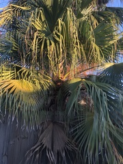 Livistona chinensis