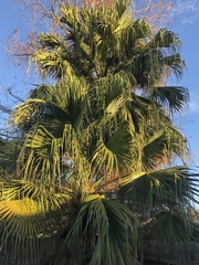 Livistona chinensis
