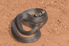Pale-Headed Snake photo 1