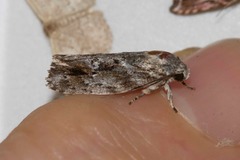 Agriophara confertella