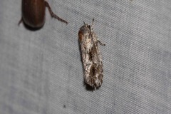 Agriophara confertella