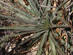 Puya boliviensis